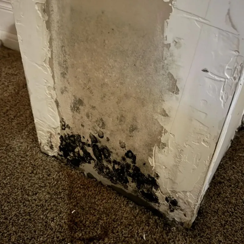Professional Mold Removal in Haskell County, TX